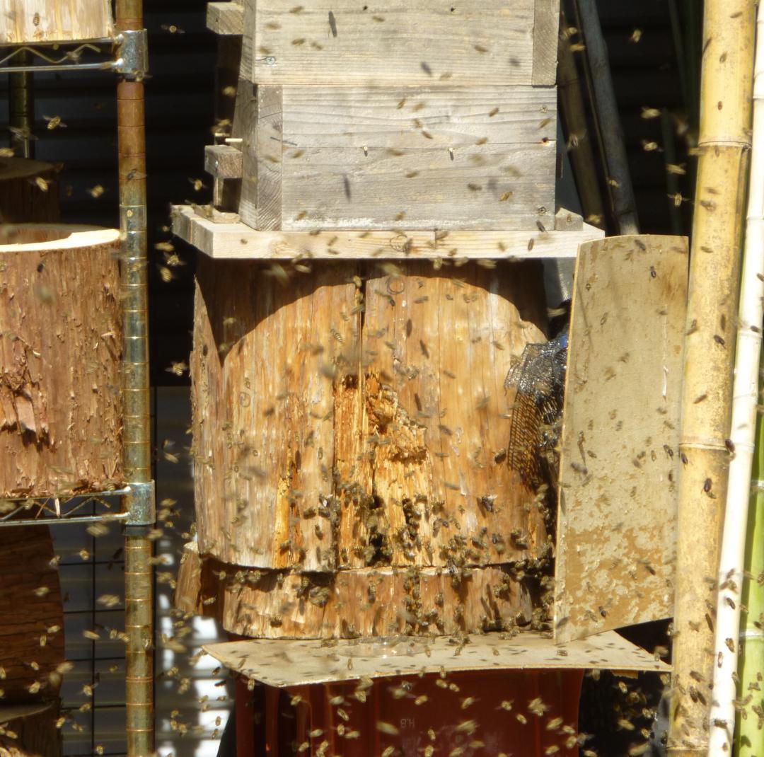 【多群入居実績あり】大寸、杉丸太（B）