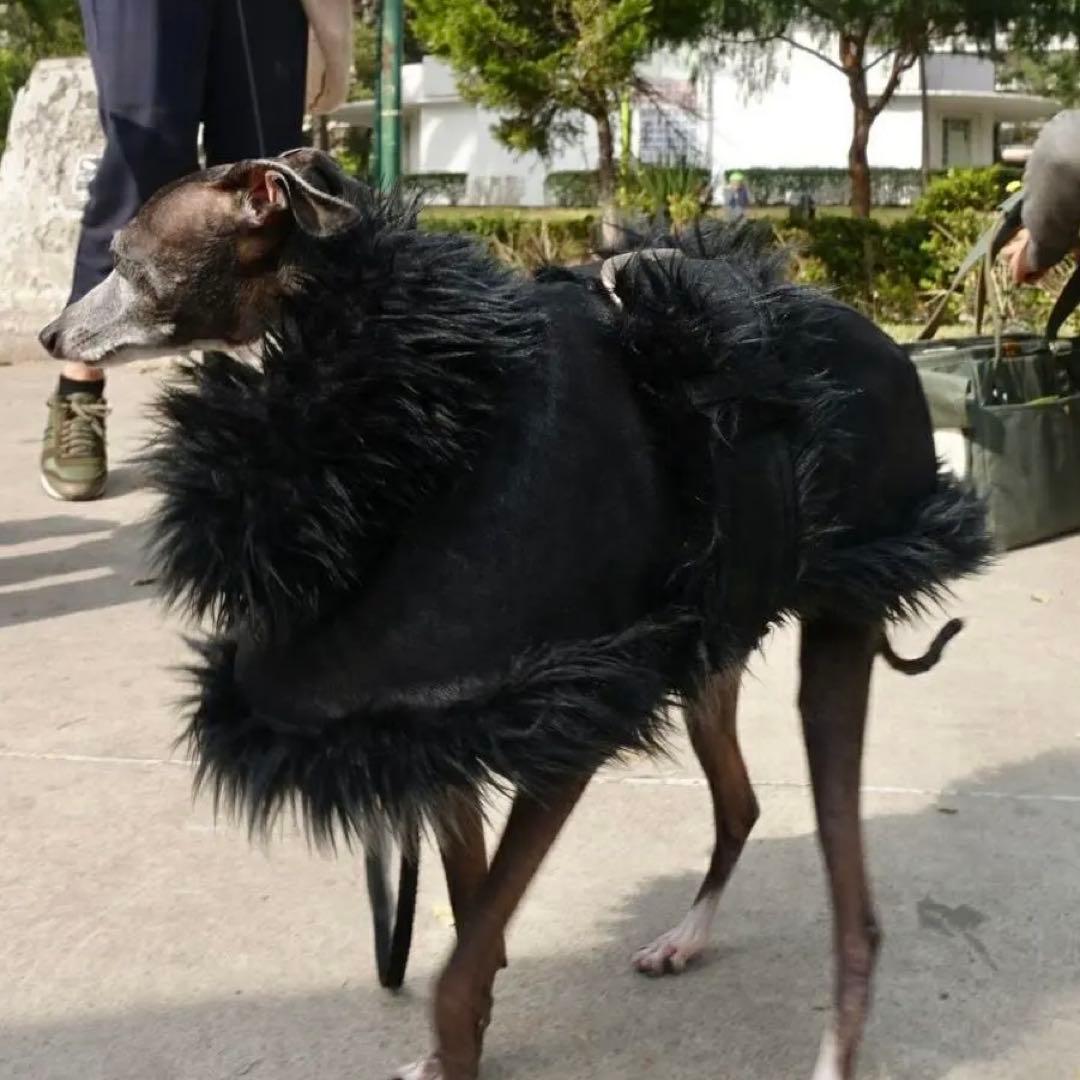 か*ち様 イタグレ用コート ig WORKS ハーネスでも着用可 Sサイズ