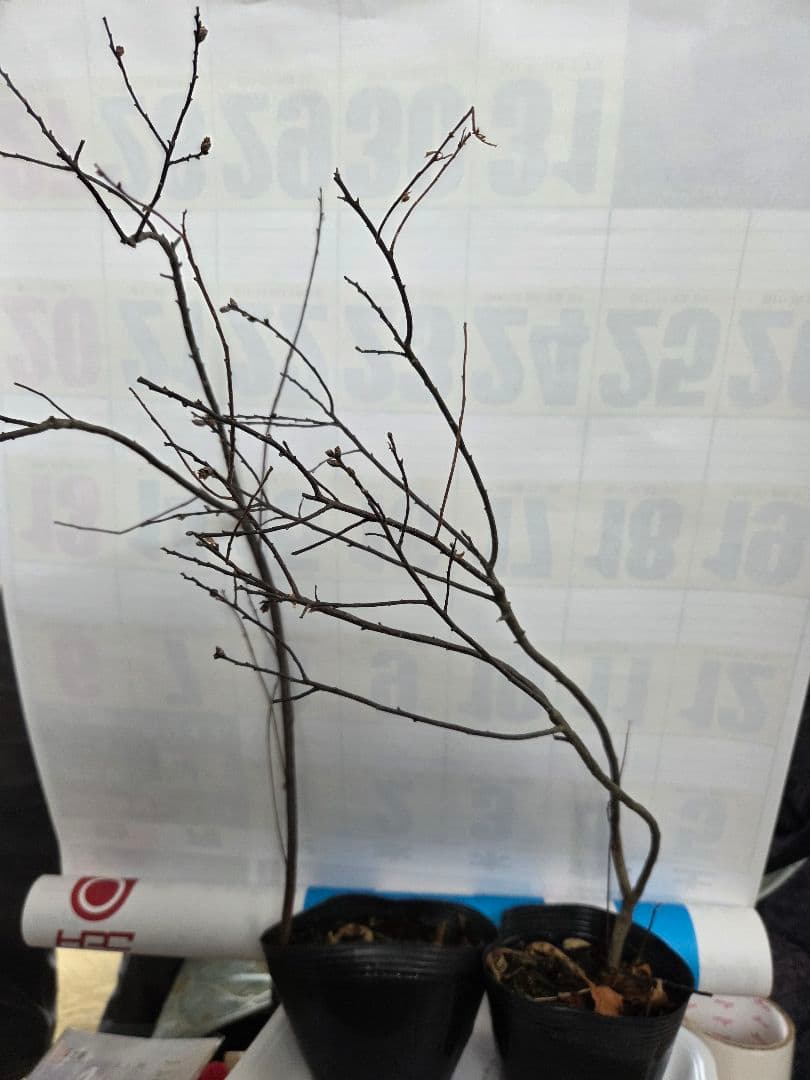 ヤチヤナギ(希少性)が有ります。