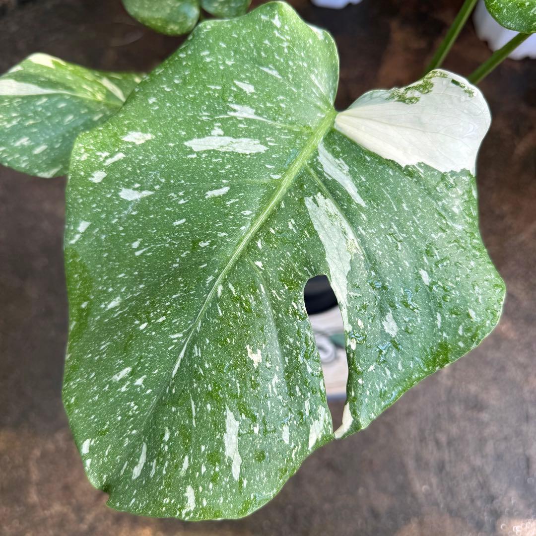 【特大極上苗】モンステラ タイコンステレーション クリームブリュレ 6号 鉢付き