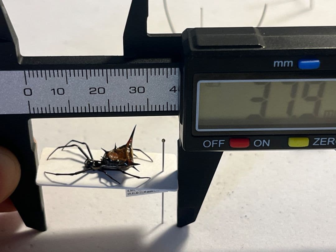 【標本】トゲグモ フレンチギアナハンツマン トゥルースパイダーマンティスムカデ