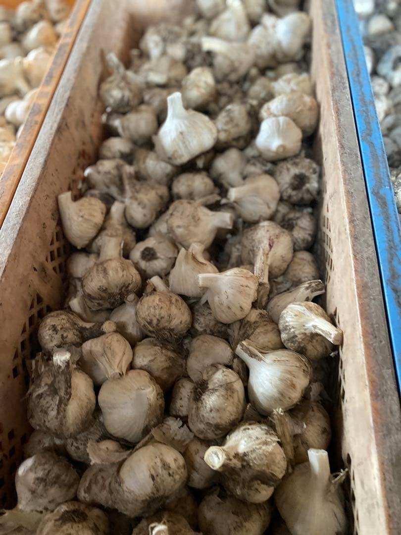 青森にんにく　Lサイズ 10キロ