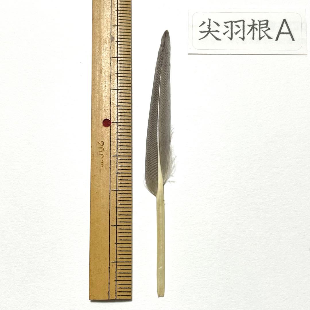 盆石道具 尖羽根 (A)