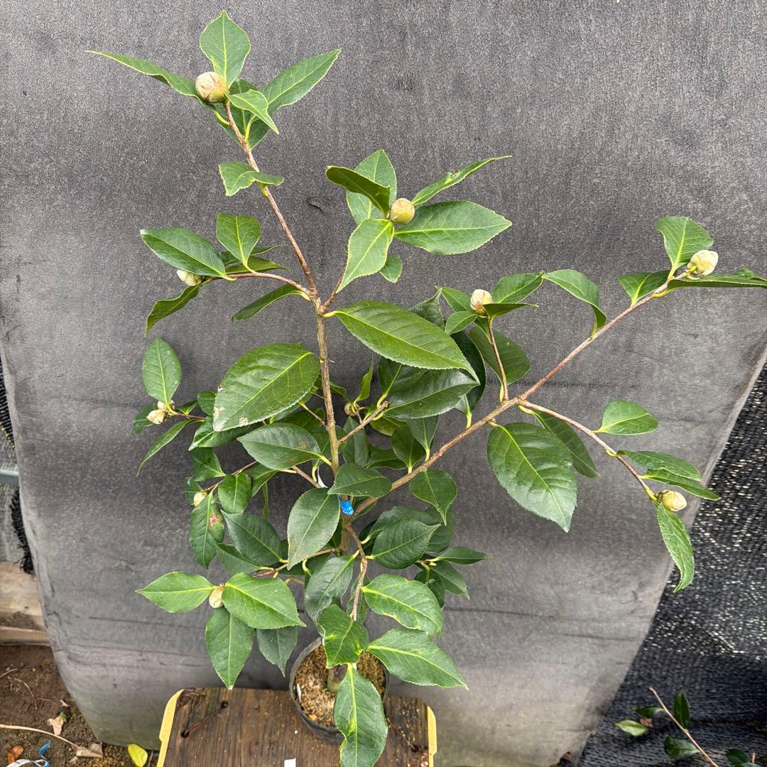 dokuman レイジェントリー3と此の糸2点セット