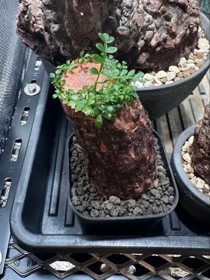 オペルクリカリア　パキプス　根差し　発根済み