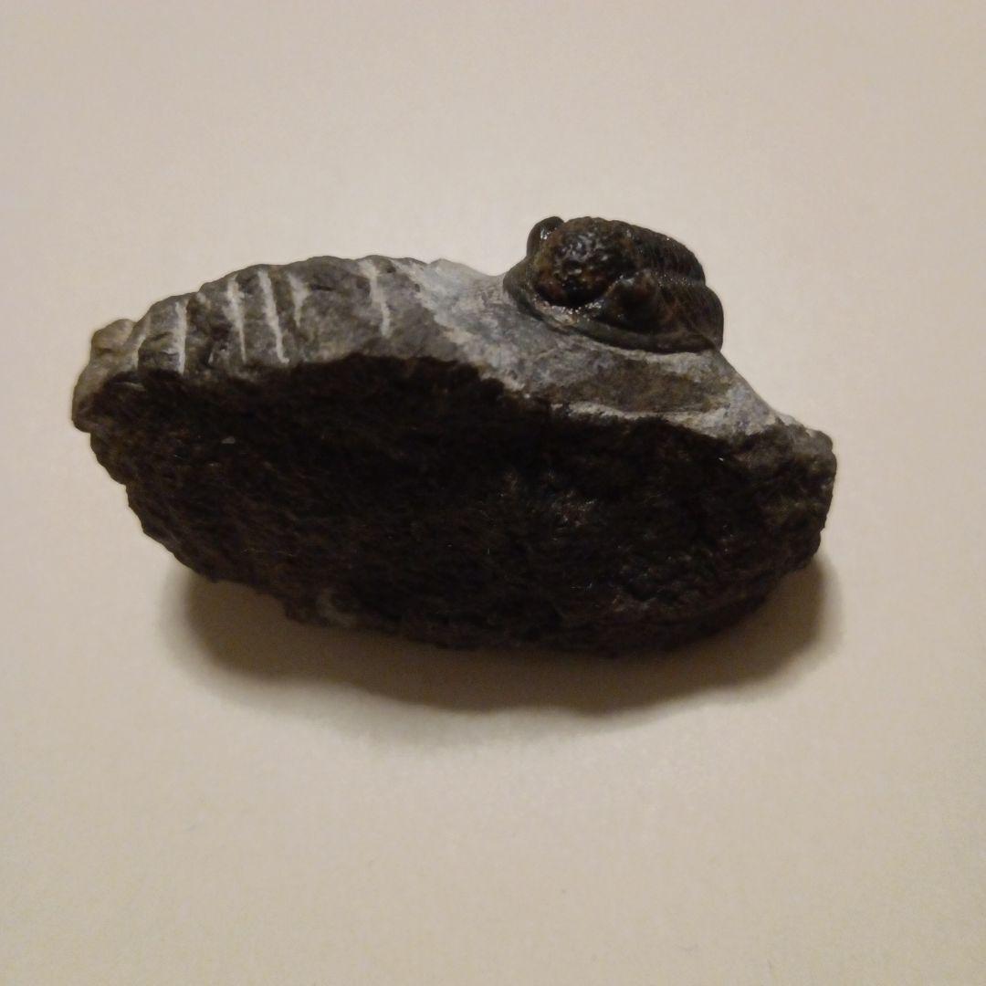 三葉虫モロッコ産⑦ゲラストスGerastos？化石デボン紀