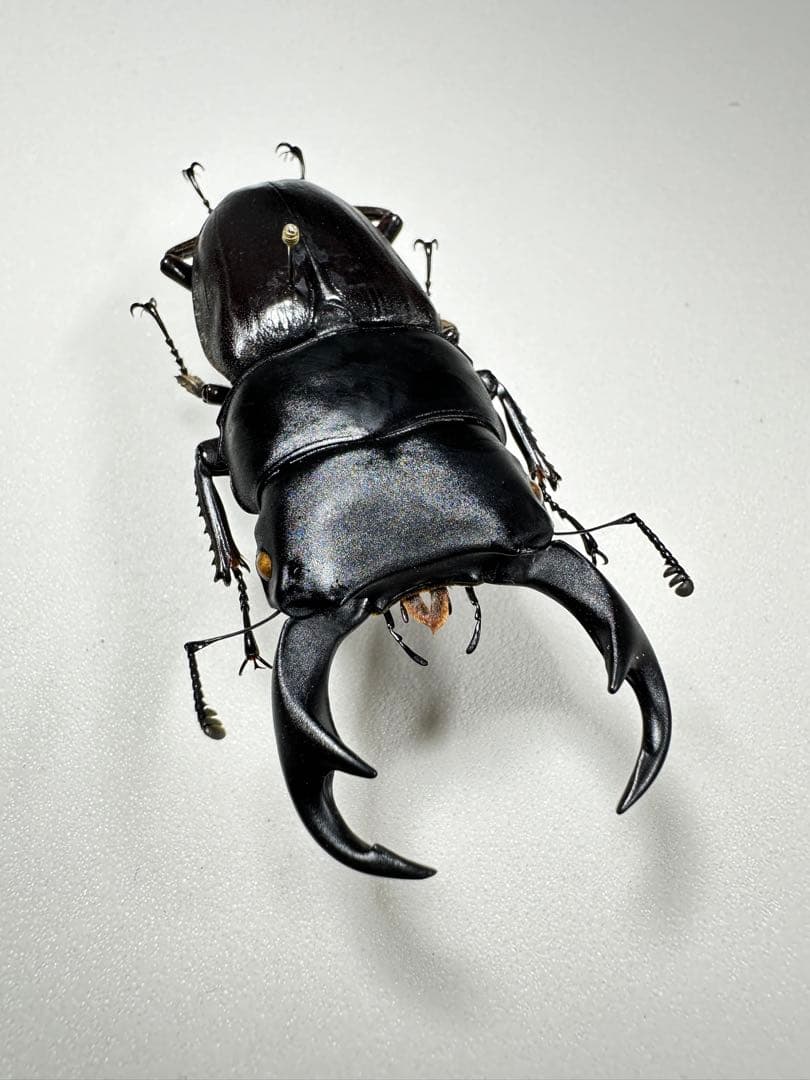 標本　パラワンパリー (70.0mm) パラワン島 野外品