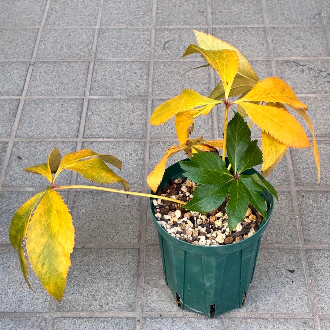 A*️様 ☘️ラスト2☘️開花株❤️沢山新芽元気株3254⭐️極上透明感優しいピ