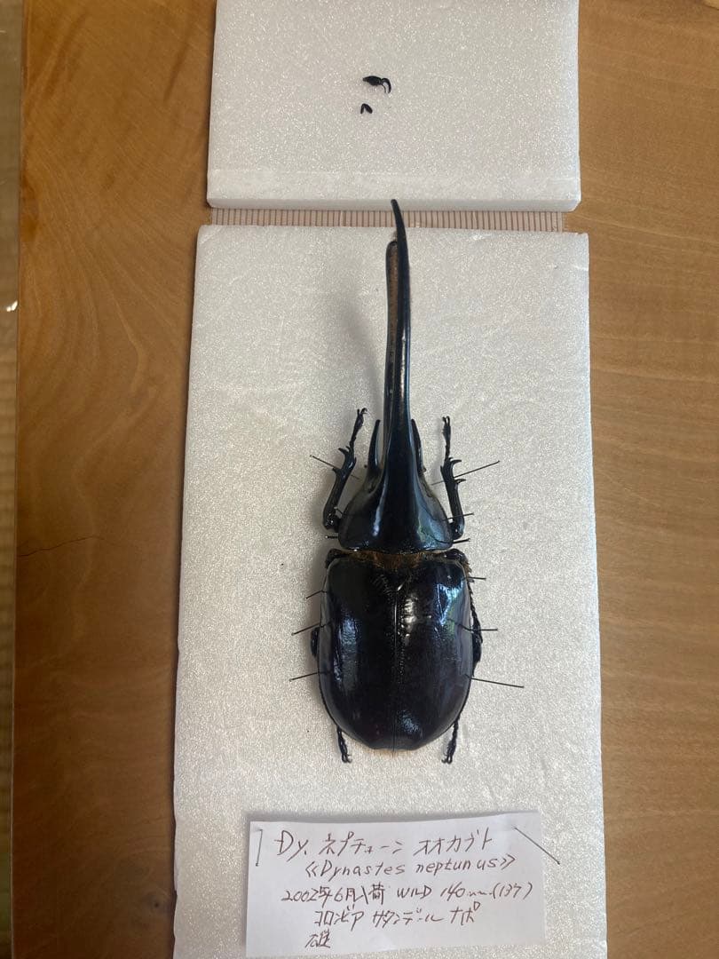 ネプチューンオオカブト♂野外品標本