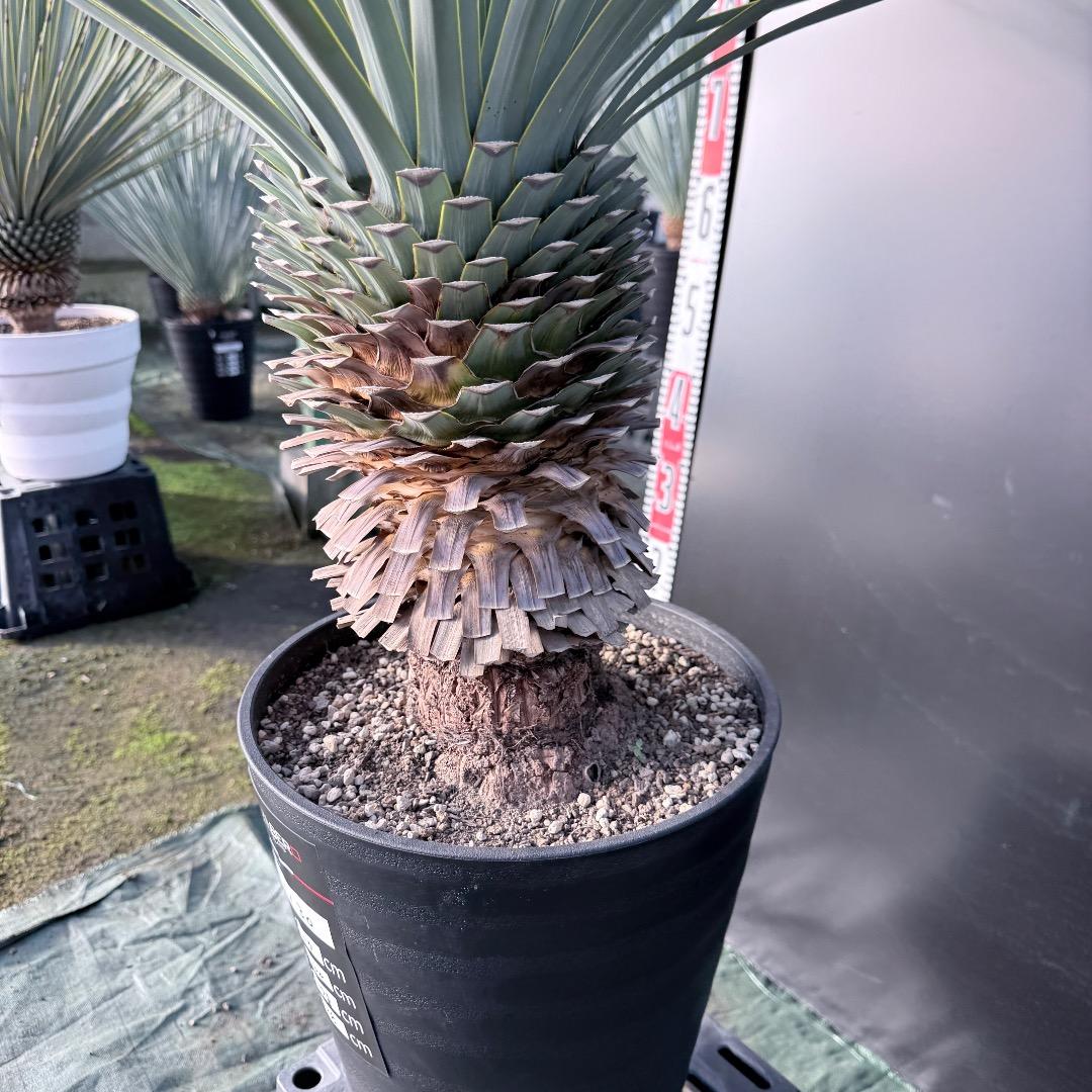 か*ず様 【AL1130】ユッカ　リギダ