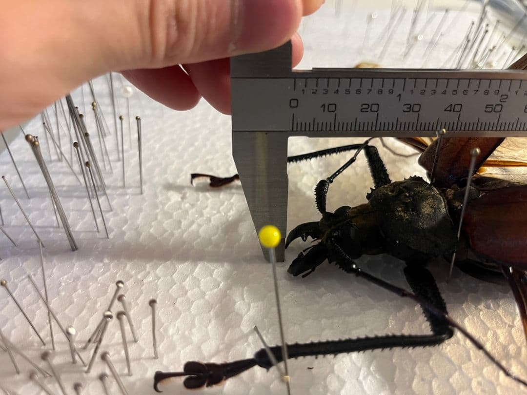 【開翅125mm】スジバネトゲフチオオウスバカミキリ ブルウスバ標本