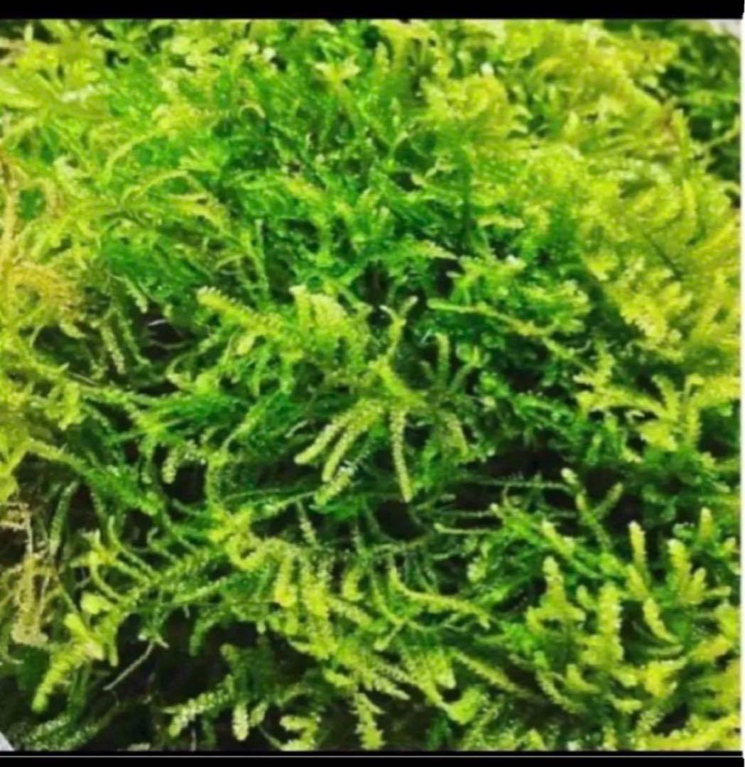 無農薬　国内産　ウィローモス　1kg 大盛り！お得