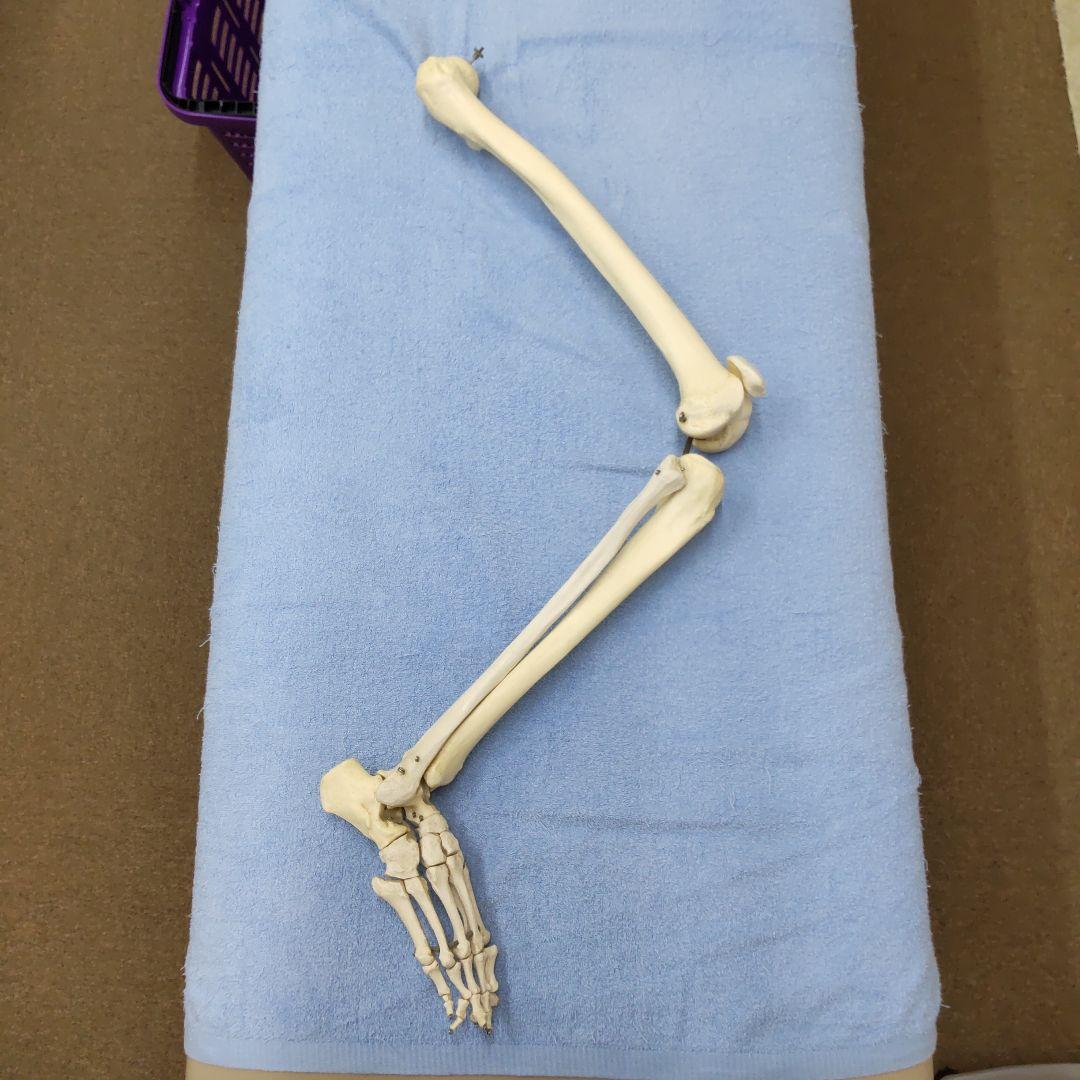 人体模型 股関節、膝、足関節