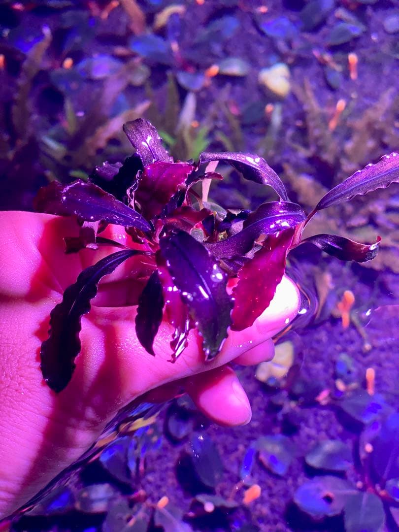 ブセファランドラsp.ゴースト\