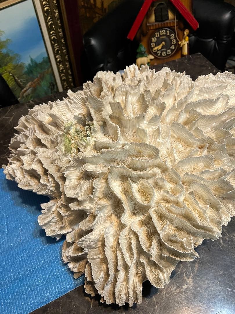 超特大珊瑚礁、直径66センチ、ナガレハナサンゴ、飾りサンゴ、海水魚、白化珊瑚