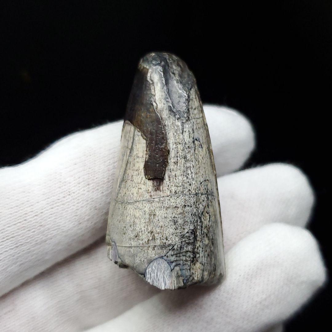 希少 スコミムス 化石 本物 ニジェール産 42.66mm sc3