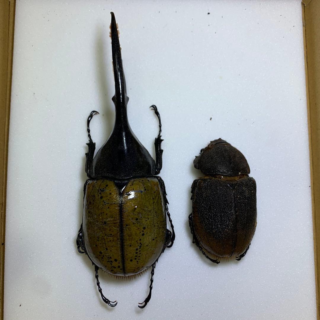 【標本】ヘラクレスリッキー　WD♂130mm エクアドル産/ヘラクレスオオカブト