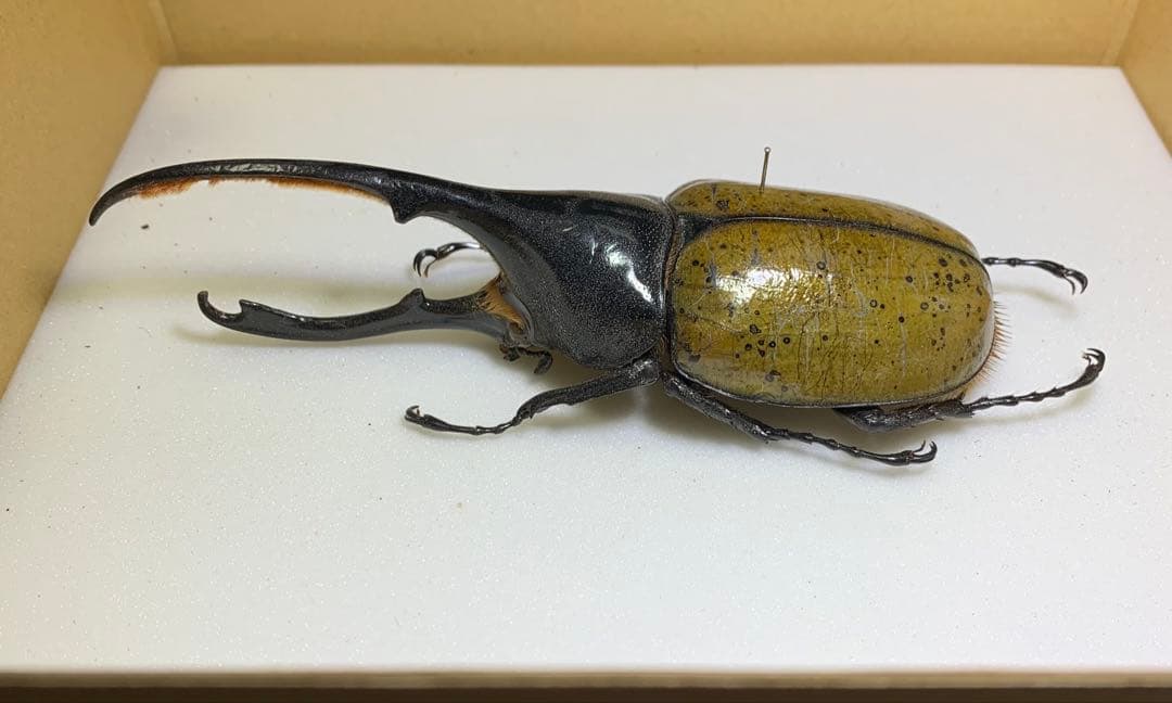 【標本】ヘラクレスリッキー　WD♂130mm エクアドル産/ヘラクレスオオカブト
