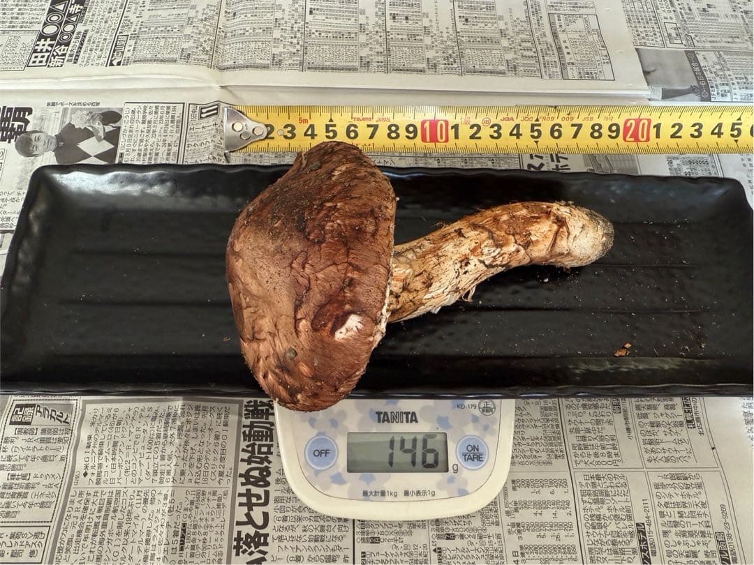 松茸　北海道　500g 訳あり　国産②