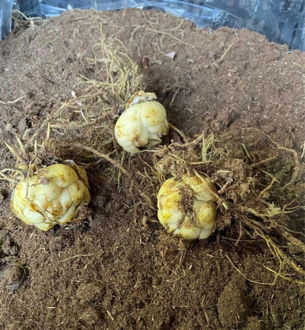 とわ　百合11種とチューリップ