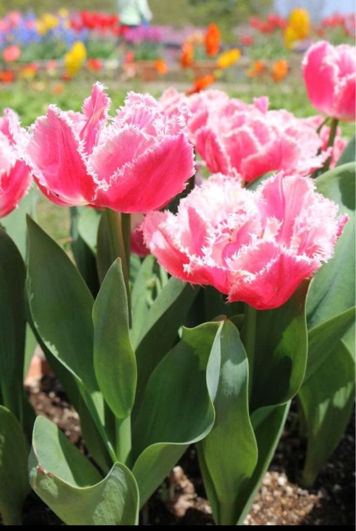 とわ　百合11種とチューリップ