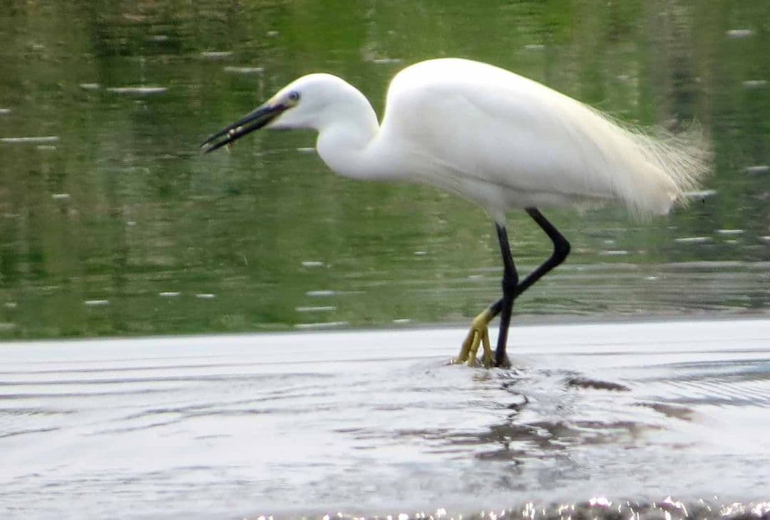 今年もアオバズク来る❢ 2024.6.2