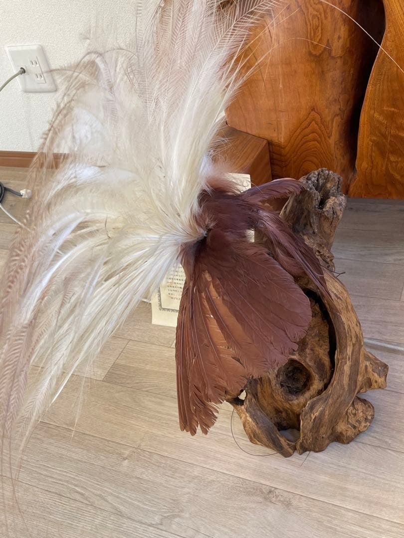 世界鳥獸館（フォーナランド）鳥　剥製　極楽鳥　ゴクラクチョウ　証明書付き