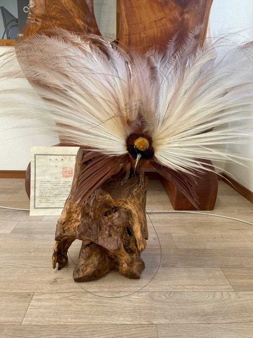 世界鳥獸館（フォーナランド）鳥　剥製　極楽鳥　ゴクラクチョウ　証明書付き