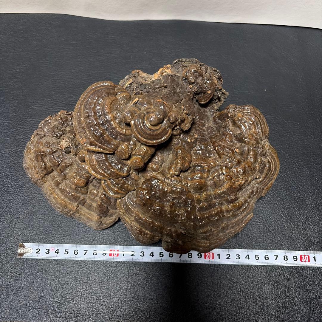 古備前　備前焼　壺　＆　サルノコシカケ　蓋