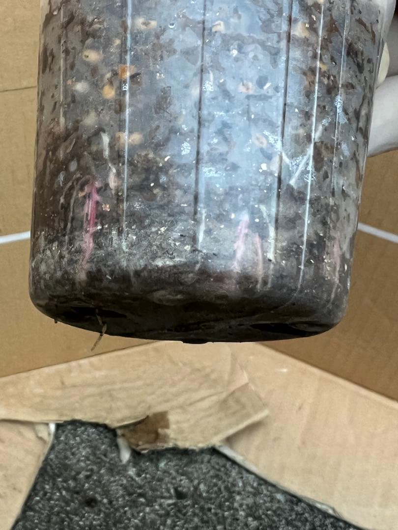 「古澤　蓮」切り花品種バラ苗　レア　4点