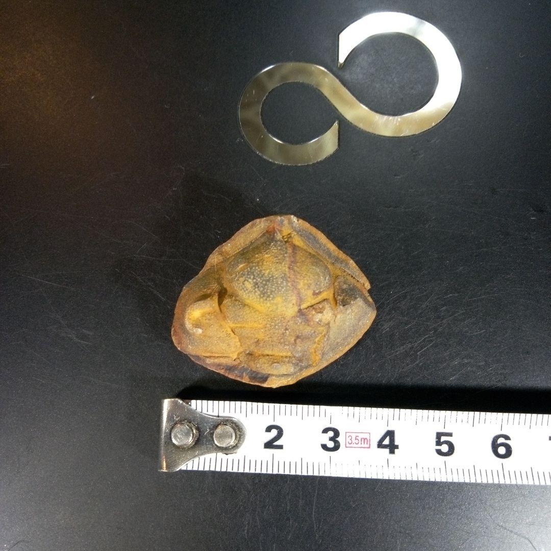 三葉虫　化石　fossil　ボリビア産　trilobite　ボリビア三葉虫郡⑥