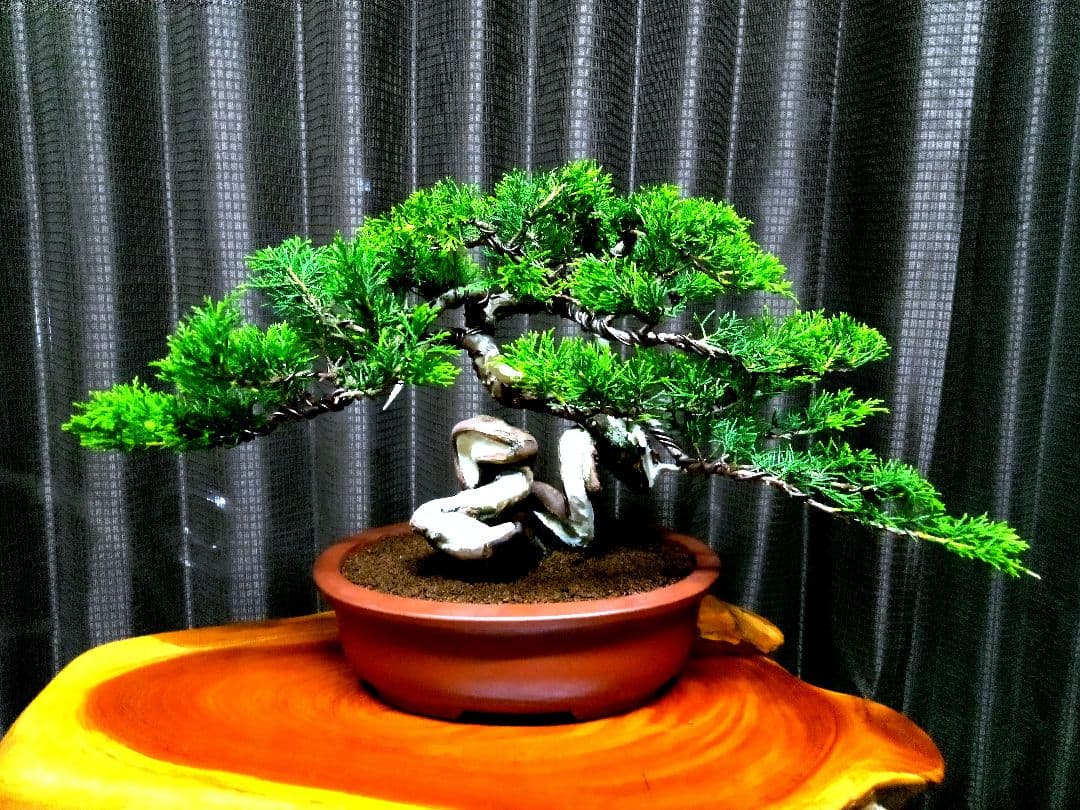 【貴風　糸魚川真柏盆栽】　　　　⭕幹曲一級品❗ ★あきちゃん様…専用★