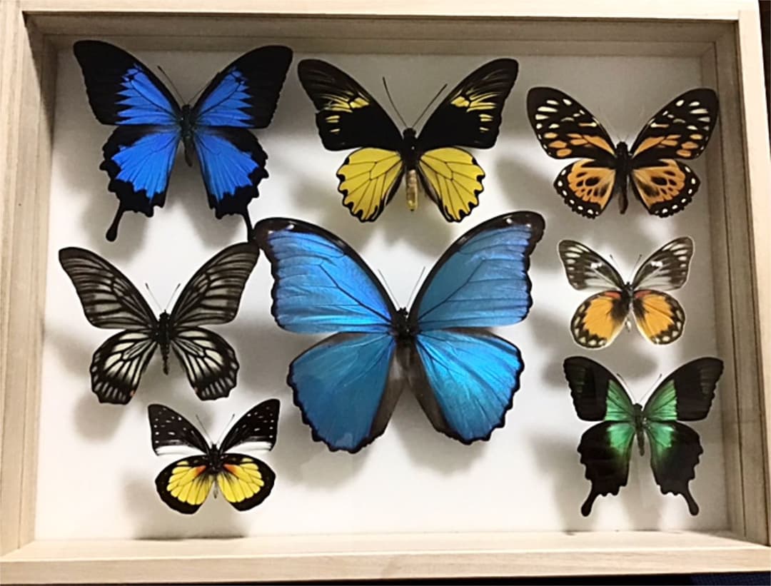 -蝶の標本- 8頭セット 桐箱入り