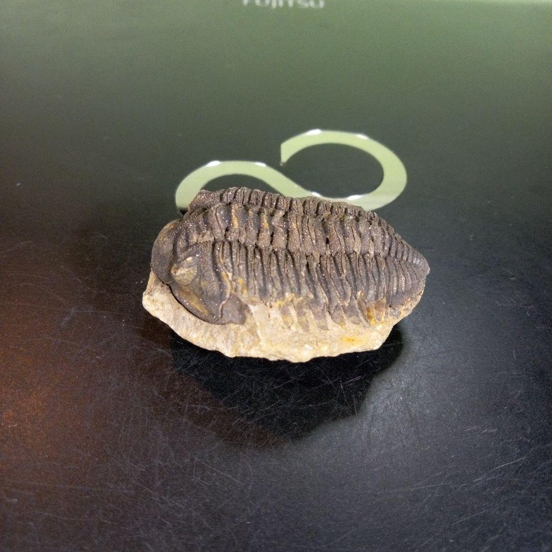 三葉虫　化石　fossil　ボリビア産　trilobite　ノジュール判別④