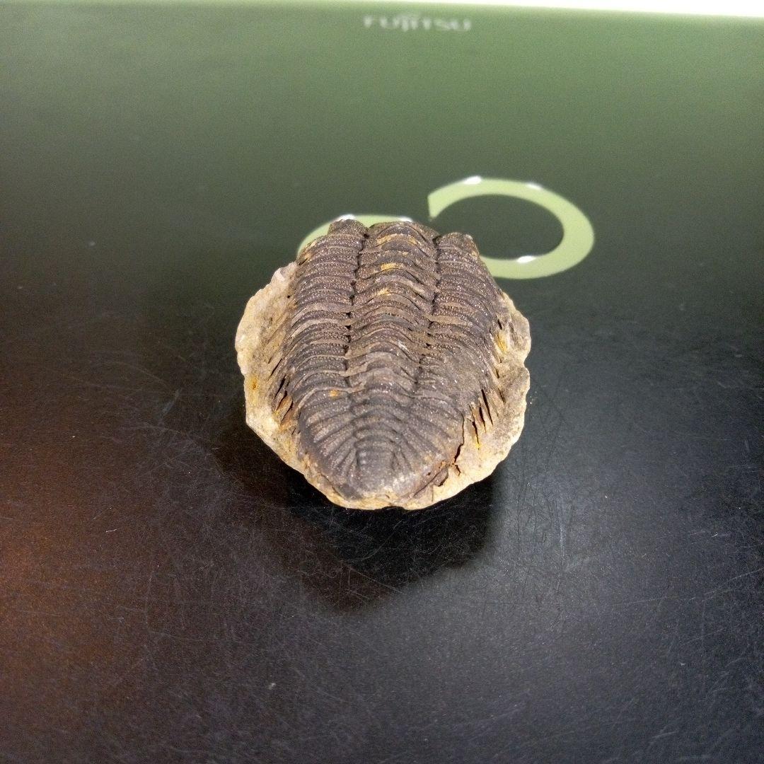 三葉虫　化石　fossil　ボリビア産　trilobite　ノジュール判別④