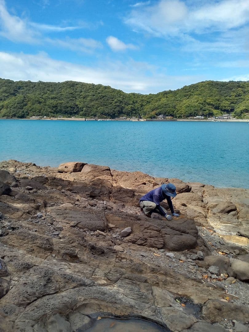 九州産　アンモナイト　ポリプチコセラス　希少