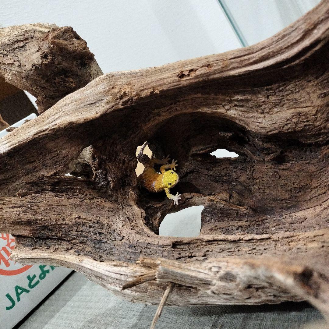【No.901】超大型シェルター流木　爬虫類レイアウト✫