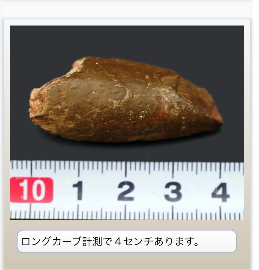 カルカロドントサウルスの歯 化石 約4センチ