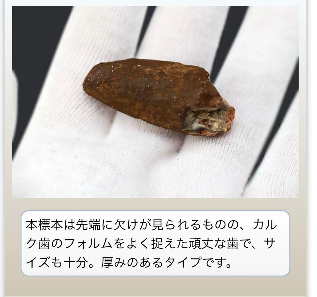 カルカロドントサウルスの歯 化石 約4センチ