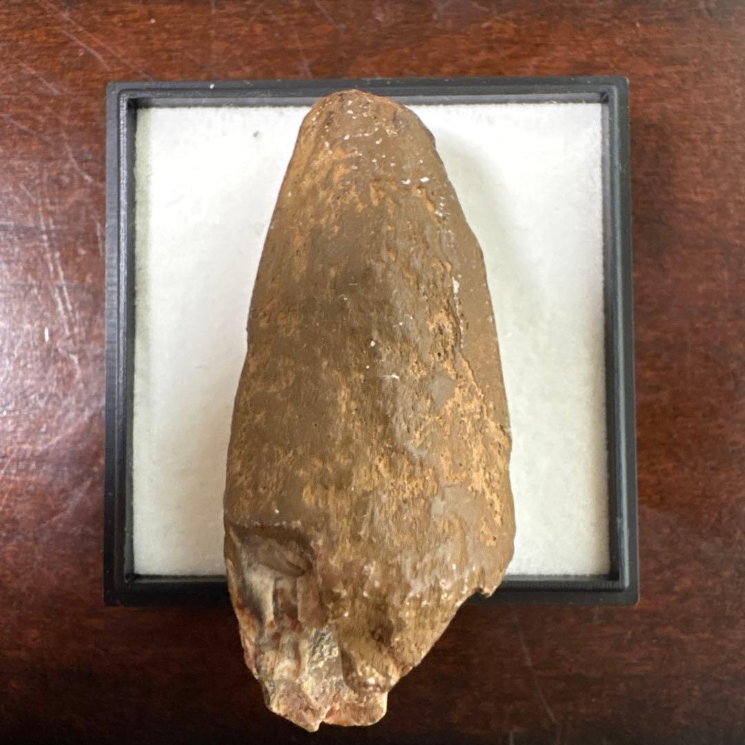 カルカロドントサウルスの歯 化石 約4センチ