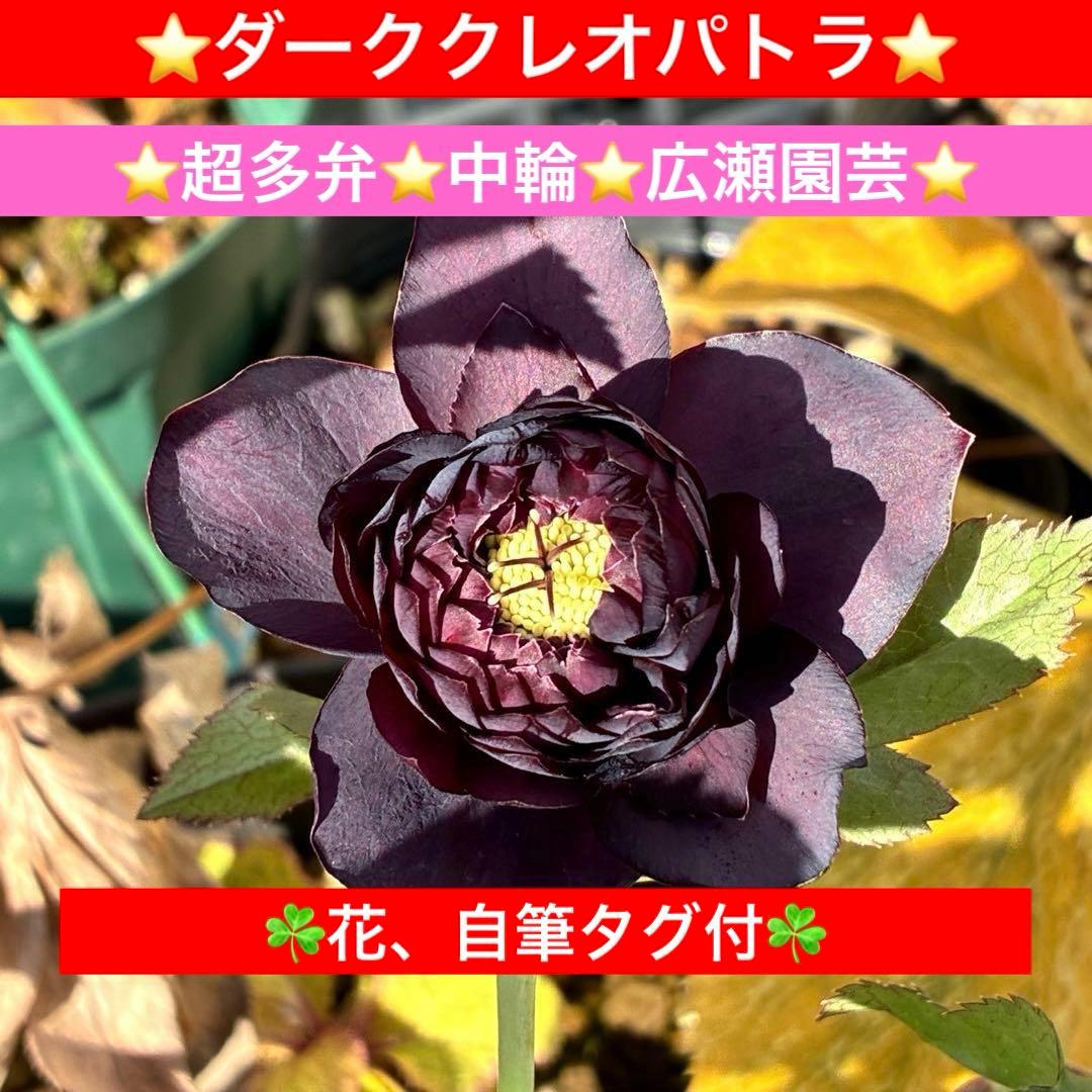 の*ん様 3438☘️花、自筆タグ付☘️⭐️ダーククレオパトラ⭐️超多弁⭐️中輪