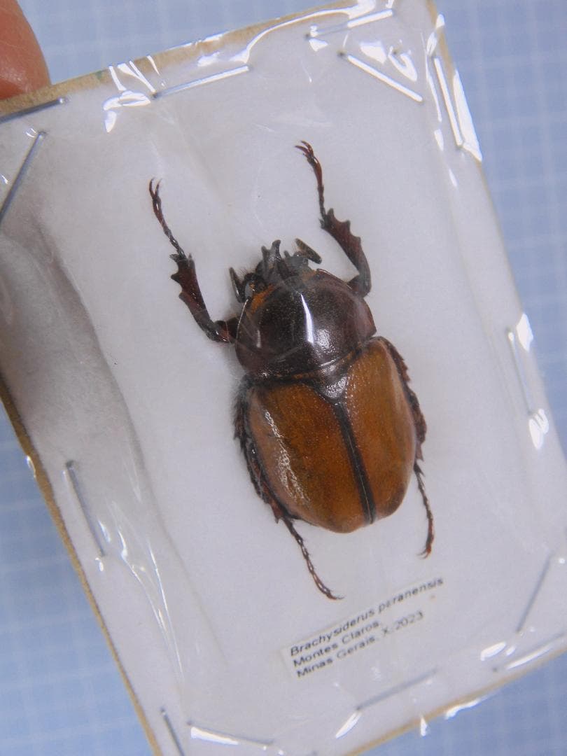 ブラジル産　パラネンシスヒナカブト　27mm