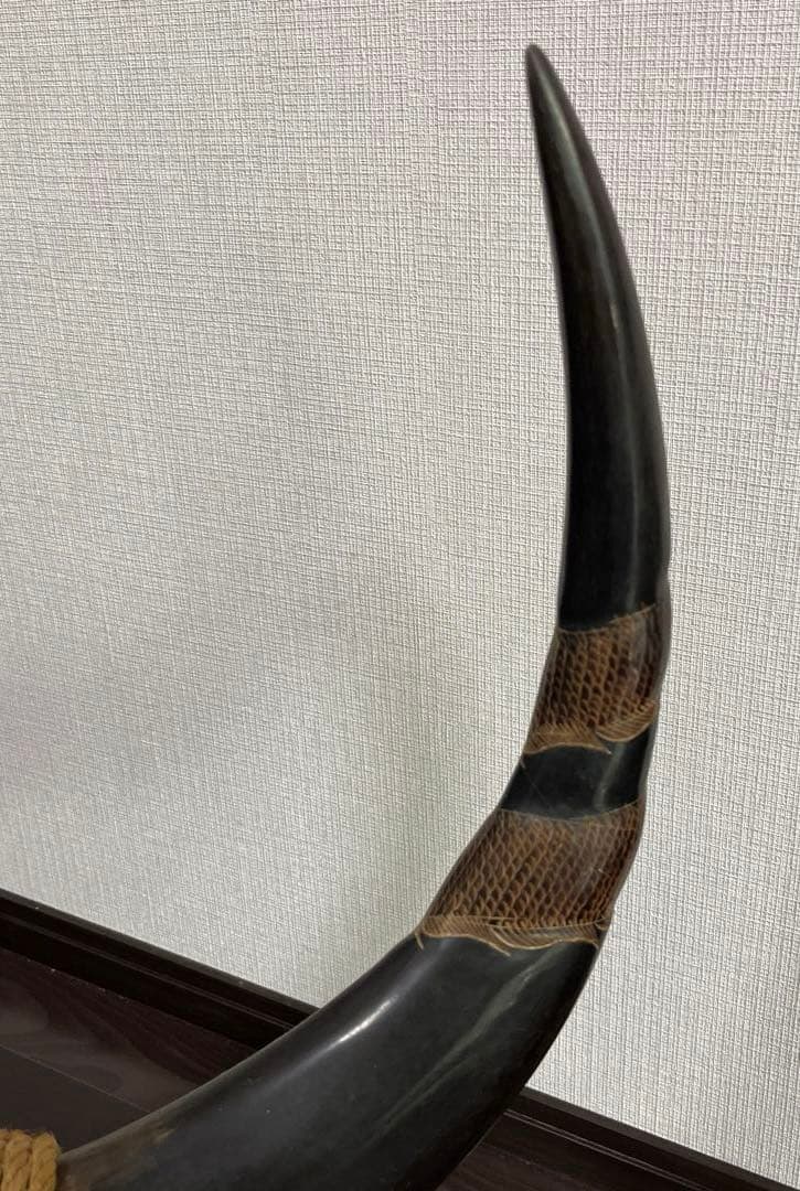 【水牛の角】《専用台付き》