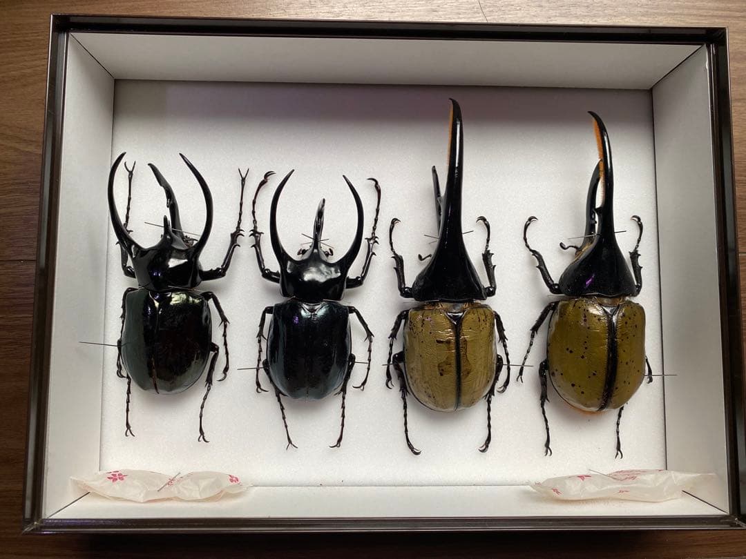 コーカサスオオカブト　ヘラクレスオオカブト　オス×4 標本
