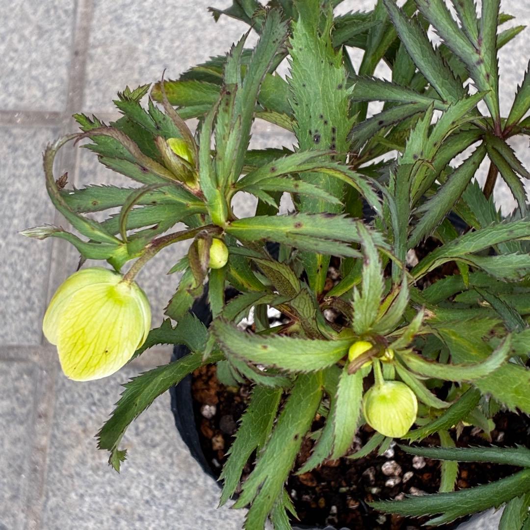 u*0様 3454☘️限定1株☘️未株分け☘️花付き☘️⭐️bocconei ⭐