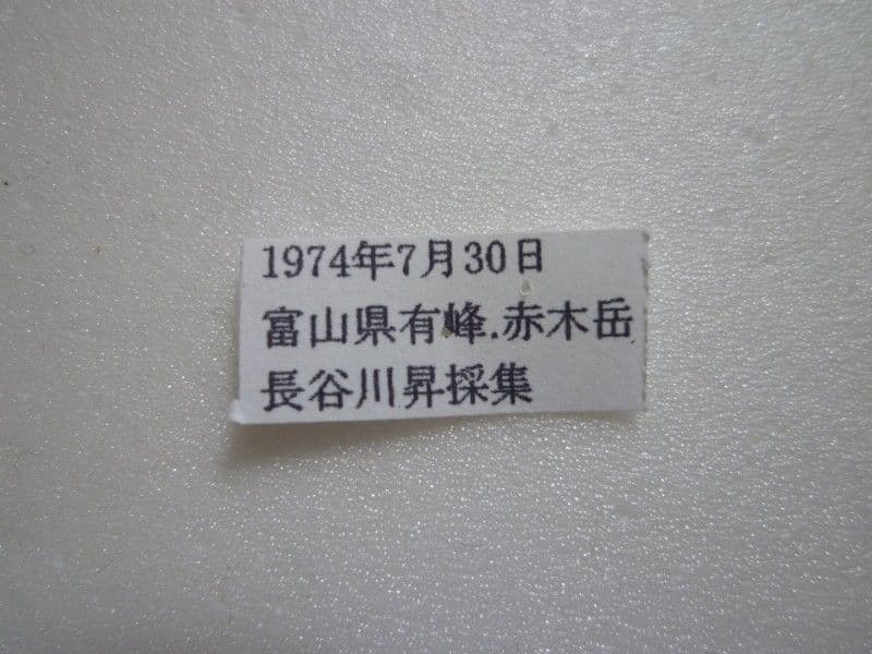 【国産蝶標本】ミヤマモンキチョウ♂/富山県.赤木岳産/47mm