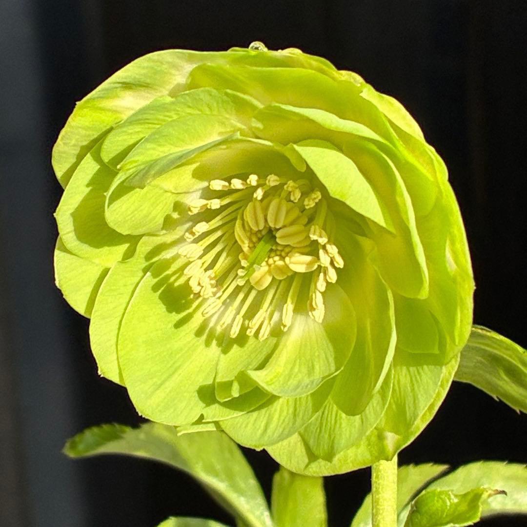 i*u様 3436☘️花タグ付☘️鶯利休⭐️しっかりカラー⭐️コロコロカップ⭐️