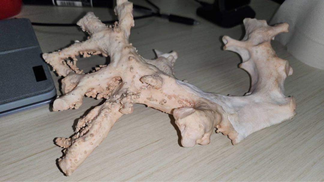 【桃色珊瑚 原木 約715g】