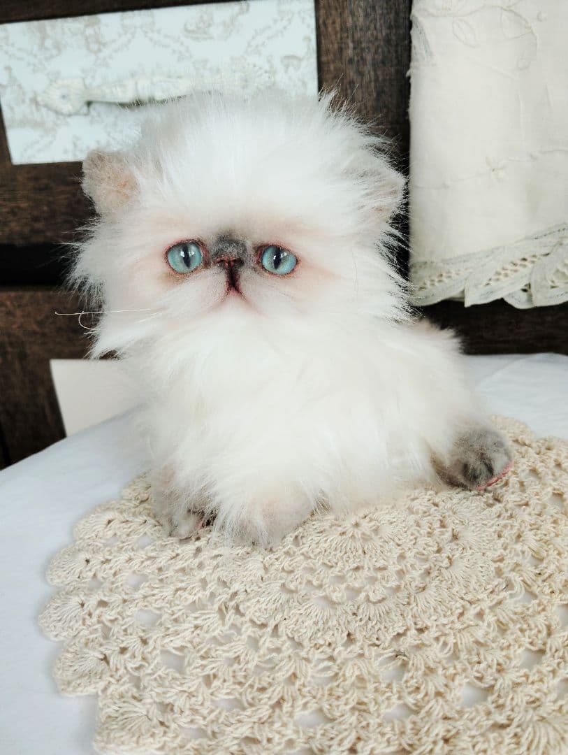 ヒマラヤン♡子猫のミミちゃん♡アートドール♡ぬいぐるみ♡