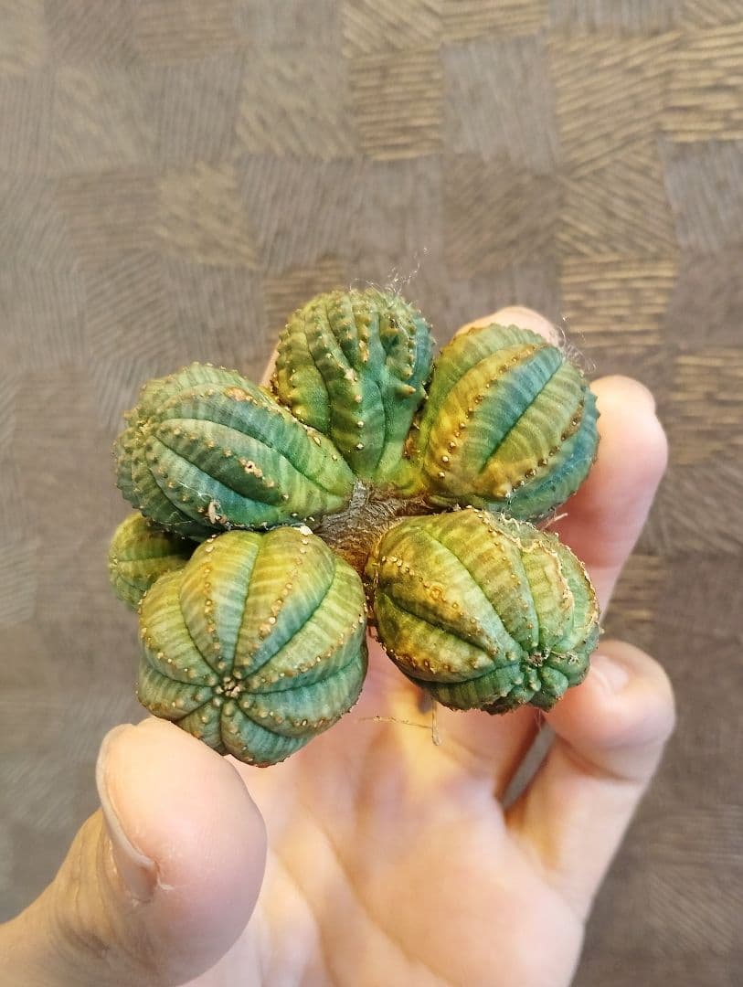 激レア ユーフォルビア オベサ モンスト \